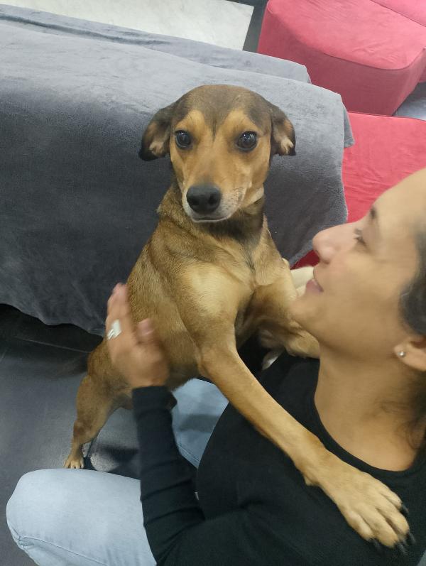 Ninja meraviglioso piccolo cagnolino cerca famiglia  Foto 3